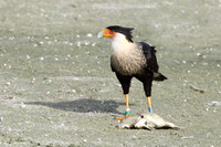 Crested Caracara Scavenging a Fish - Florida