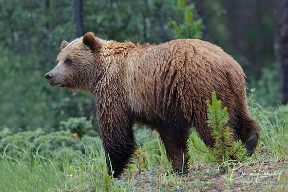 Grizzly Bear - Jasper National Park