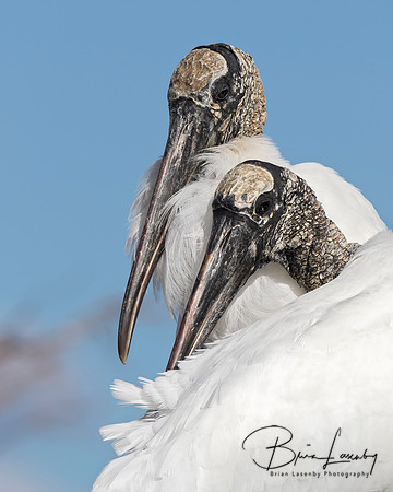 Wood Storks