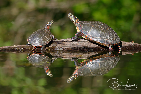 Pair of Midland Painted Turtles Basking on a Log