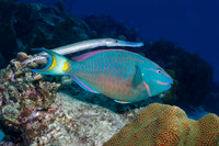 Trumpetfish shadowing a Stoplight Parrotfish - Bonaire