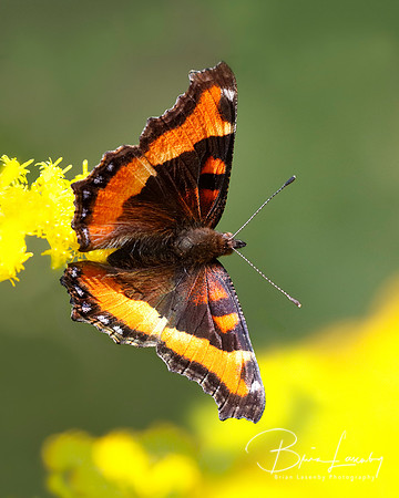 Milbert's Tortoiseshell Obtaining Nectar from a Goldenrod