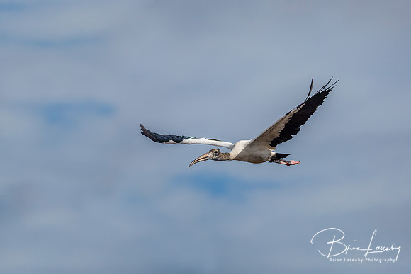 Wood Stork in Flight - Florida