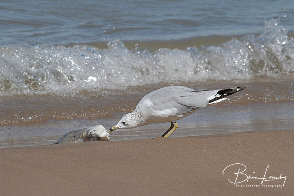 Ring-billed Gull Feeding on a Washed Up Carp