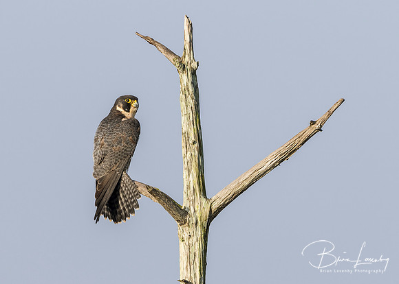 Peregrine Falcon Perched in a Dead Tree - Florida
