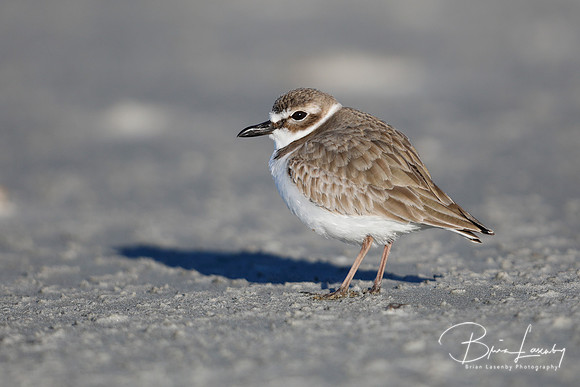 Wilson's Plover foraging on a sandy beach in winter