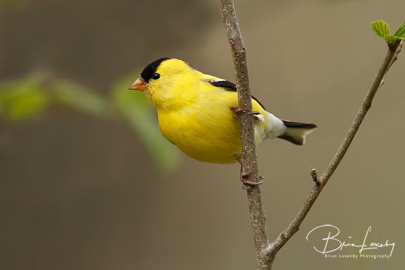 American Goldfinch
