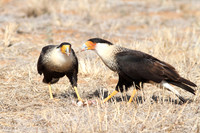 Crested Caracaras feeding on carrion- Texas