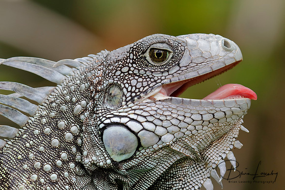 Green Iguana