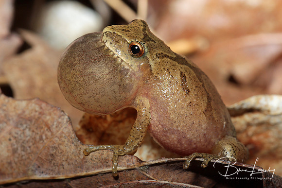Spring Peeper