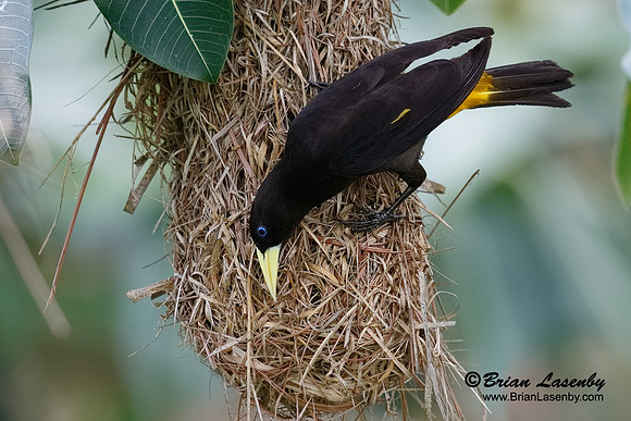 Female Yellow-Rumped Cacique at Nest