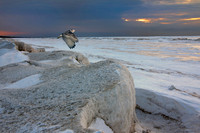 Snowy Owl Flying Over Frozen Shoreline - Ontario, Canada