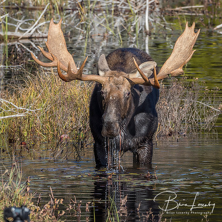 Large Bull Moose Foraging at the Edge of a Lake in Autumn