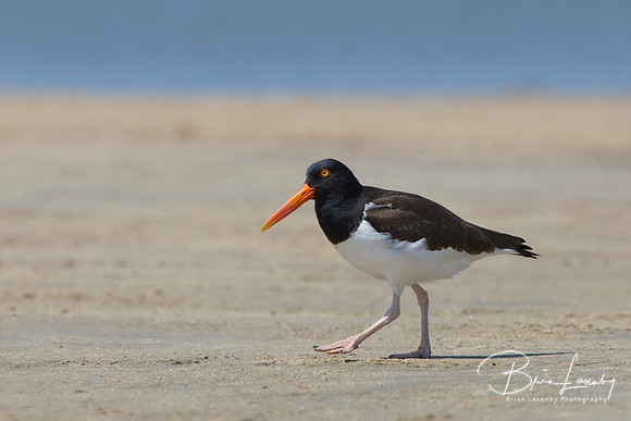 American Oystercatcher walking on a sandy beach