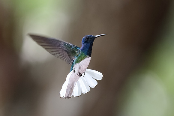 Male White-necked Jacobin in Flight - Panama