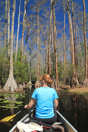 Canoeing Through a Southern Swamp
