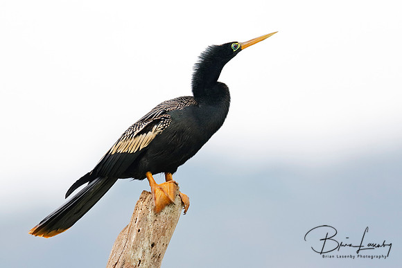 Anhinga Perched on a Stump - Panama
