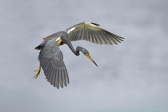 Tricolored Heron Hovering in Search of a Fish