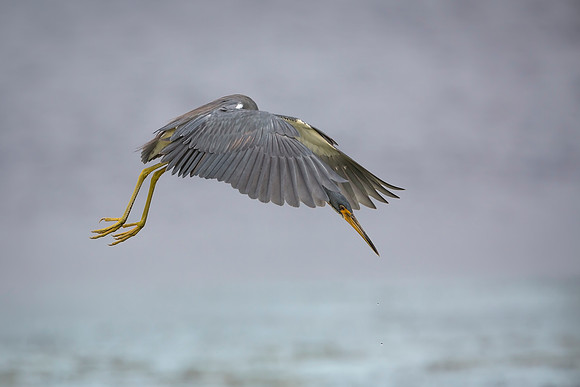 Tricolored Heron Hovering in Search of a Fish