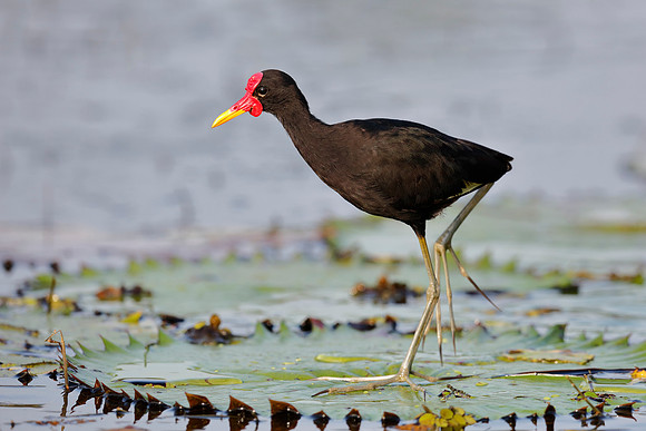 Wattled Jacana Walking on a Lily Pad - Panama