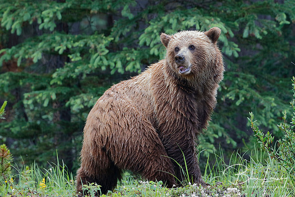 Grizzly Bear - Jasper National Park