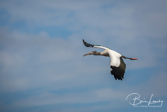 Wood Stork in Flight - Florida