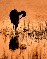 Reddish Egret Preening its Feathers at Sunset - Florida