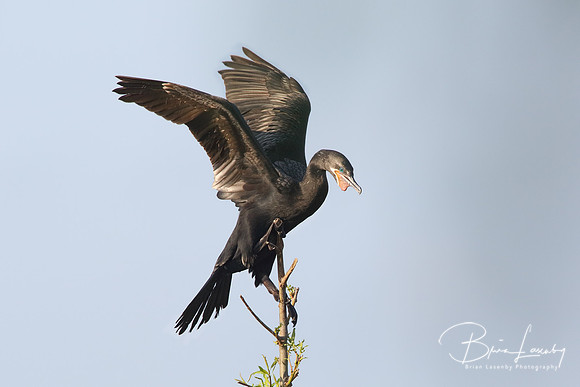 Neotropic Cormorant Perched in a Tree