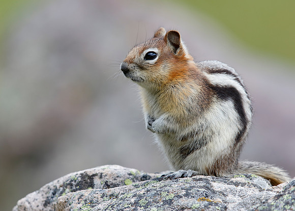 Golden-mantled Ground Squirrel - Jasper National Park, Canada