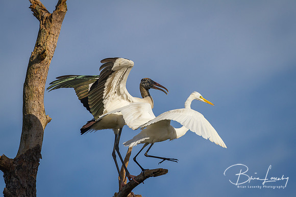 Wood Stork and Great Egret Battling Over a Perch