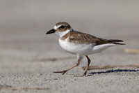 Wilson's Plover in winter plumage - Jekyll Island, Georgia