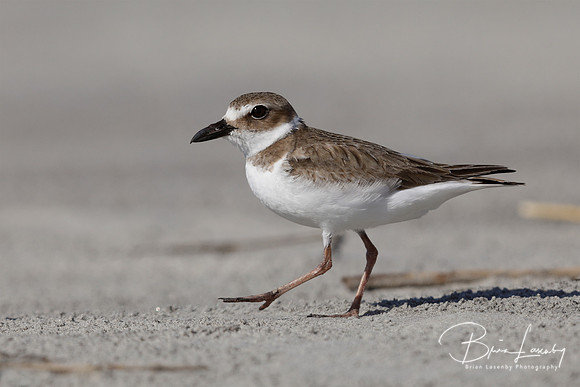 Wilson's Plover in winter plumage - Jekyll Island, Georgia