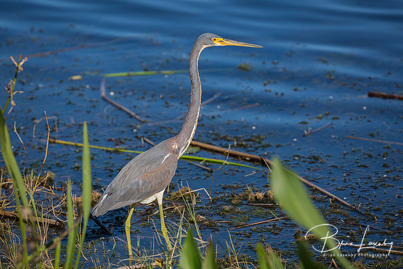 Great Blue Heron Stalking its Prey at the Edge of a Florida Pond