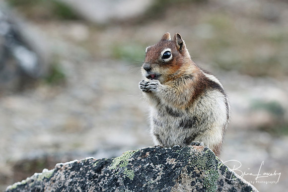 Golden-mantled Ground Squirrel - Jasper National Park