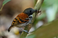 Spotted Antbird (Hylophylax naevioides) eating a spider - Gamboa