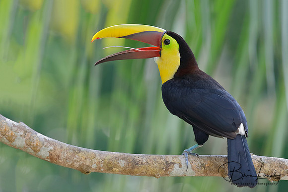 Chestnut-mandibled Toucan - Panama