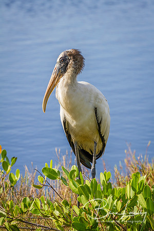 Wood Stork Wading in a Marsh - Florida