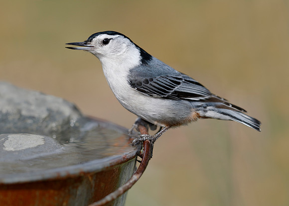 Male White-breasted Nuthatch drinking from a pail