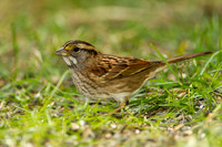 White-throated Sparrow