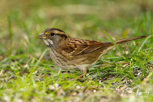 White-throated Sparrow