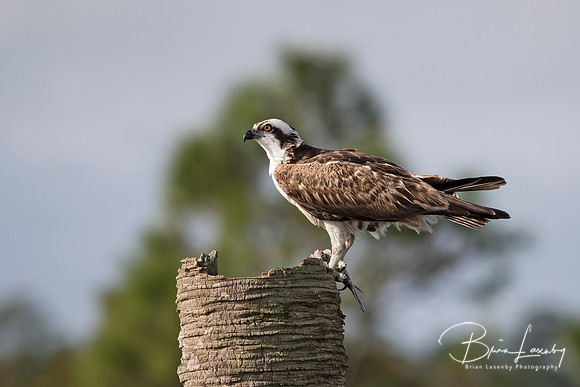 Osprey Eating a Fish - Melbourne, Florida