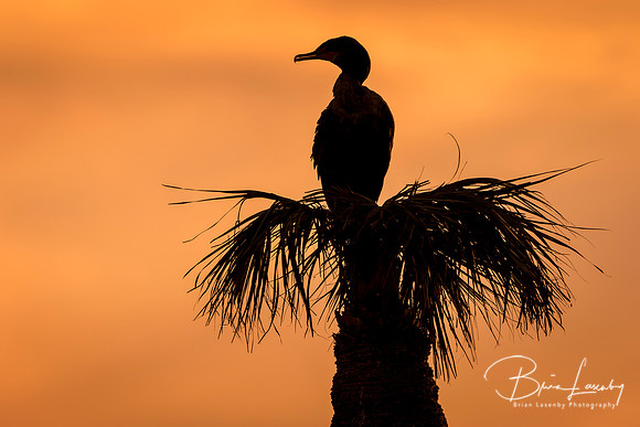 Double-crested Cormorant Roosting on a Palm Tree at Sunset