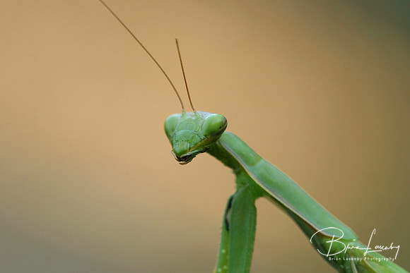 Praying Mantis