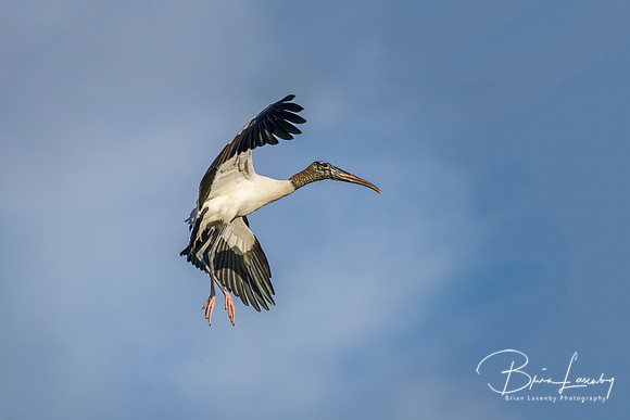 Wood Stork in Flight - Florida