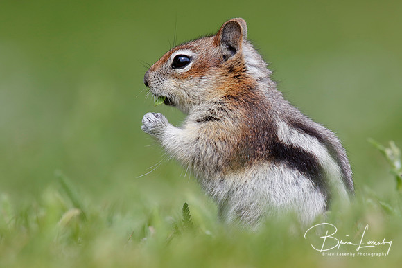 Golden-mantled Ground Squirrel - Jasper National Park, Canada