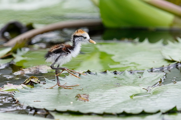 Baby Wattled Jacana Walking on a Lily Pad - Panama