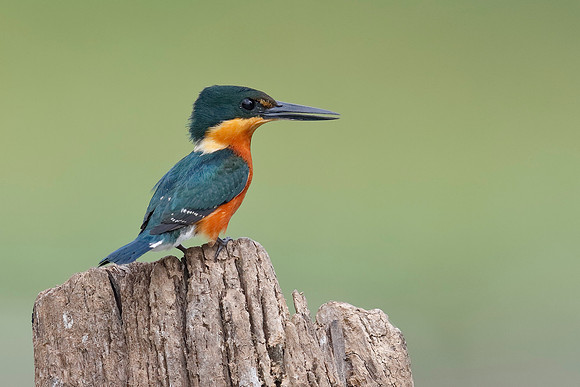 American Pygmy Kingfisher - Panama