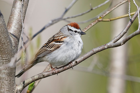 Chipping Sparow perched in a tree