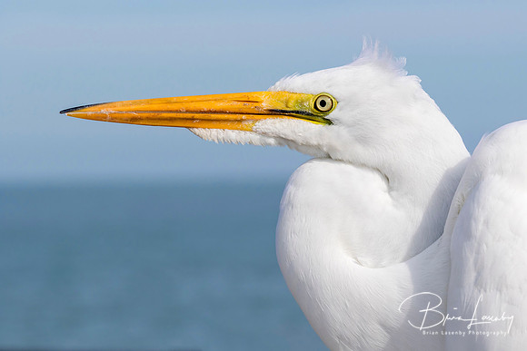 Closeup of Great Egret