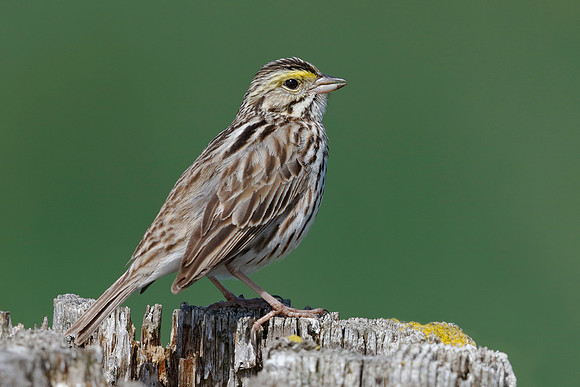 Savannah Sparrow
